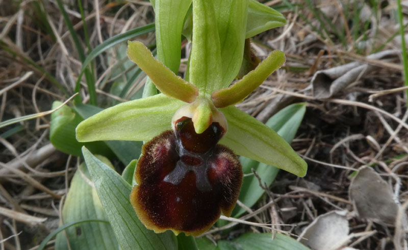 Ophrys sphegodes subsp. sphegodes